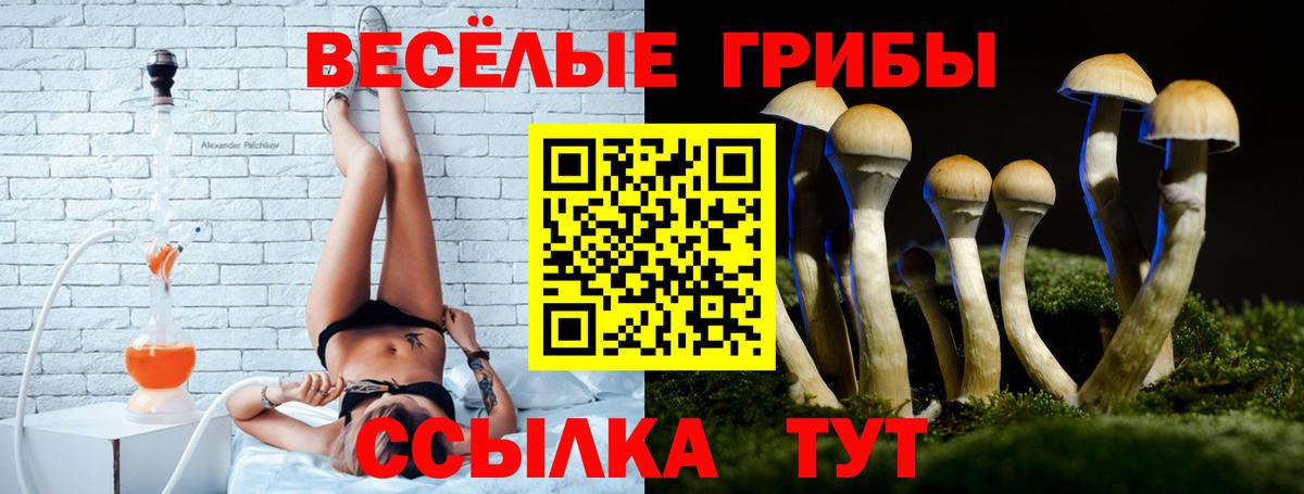 Галлюциногенные грибы Psilocybe Черняховск